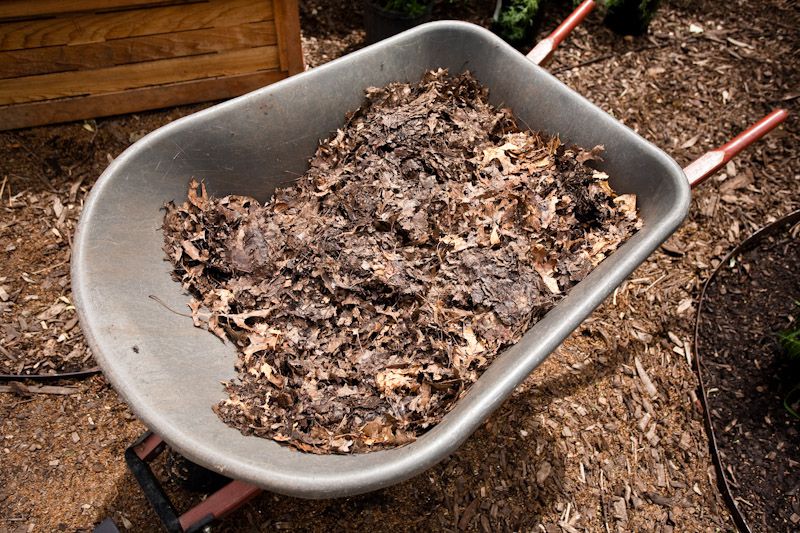 If you find that your bin smells of sulfuric or ammoniac compounds (think rotten eggs or swamp) when you mix your compost pile, you can dry it out by uncovering the bin and letting the sun dry the contents out or by adding more browns! <br>A nice pile of leaves collected in the Fall is a great source of brown material for your compost bin.